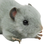 Hansa 12cm Grey Fat Rat Plush Soft Toy Animal Teddy Gift for Rat Lovers Lincrafts Uk 5579