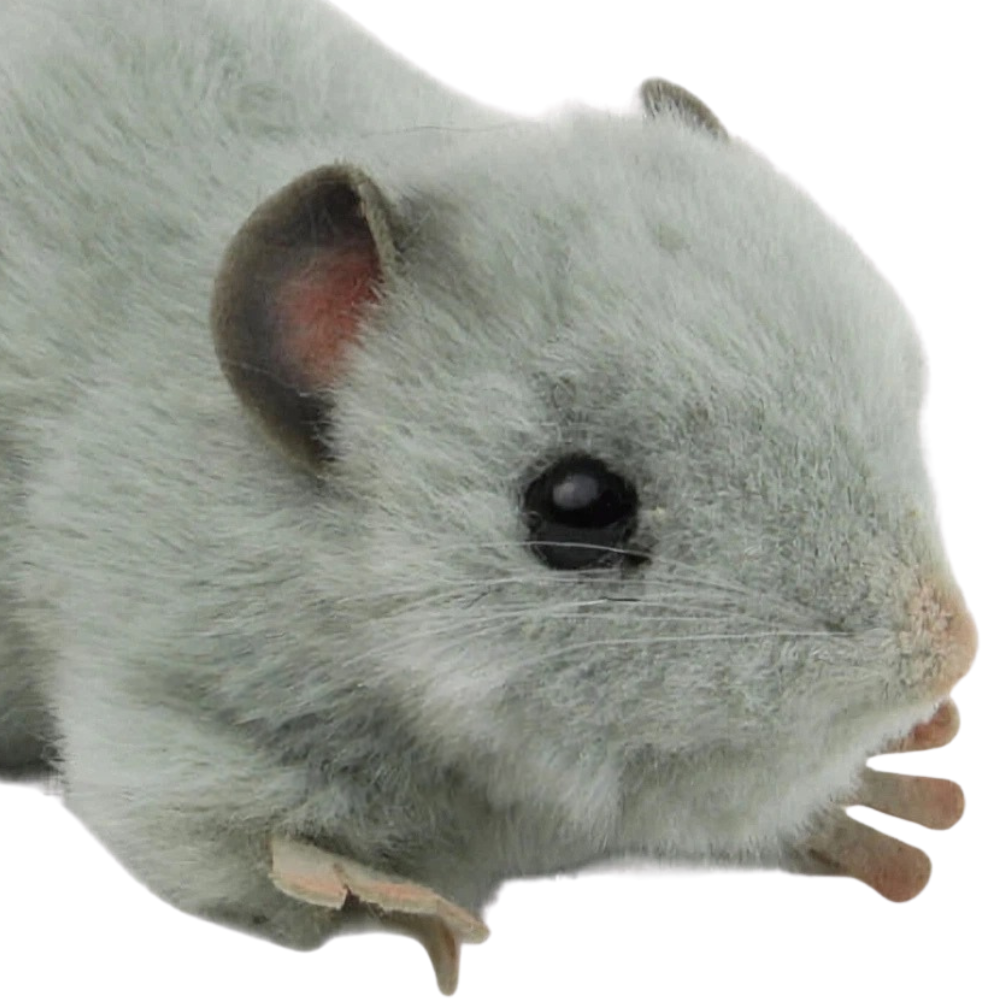 Hansa 12cm Grey Fat Rat Plush Soft Toy Animal Teddy Gift for Rat Lovers Lincrafts Uk 5579